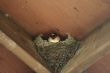 Barnswallow nest