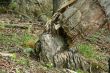 Fallen beaver tree