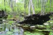 Fallen tree in swamp