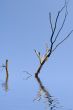 Fragment trees
