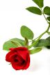 Valentine rose