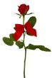 Valentine rose