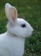 White rabbit