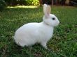 White rabbit