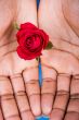 Valentine roses