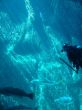 scuba divers