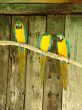 macaw parrots
