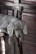 dog weimaraner