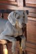 dog weimaraner