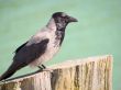 Hooded crow