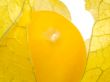 Physalis