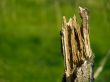 Broken Tree