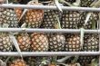 mountain of pineapples
