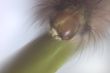 Head of caterpillar