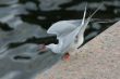 Common tern