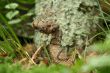 Ornamental rattlesnake