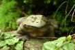 Ornamental Frog