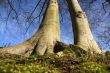 From the roots