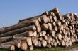 Timber pile