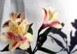Flower at sunshine in morning