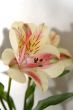 Flower at sunshine in morning