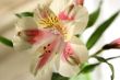 Flower at sunshine in morning