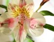 Flower at sunshine in morning