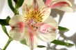 Flower at sunshine in morning