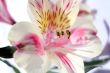 Flower at sunshine in morning