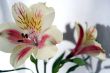 Flower at sunshine in morning
