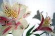 Flower at sunshine in morning