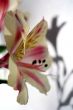 Flower at sunshine in morning