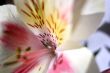 Flower at sunshine in morning