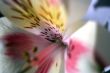 Flower at sunshine in morning