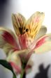 Flower at sunshine in morning