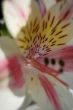 Flower at sunshine in morning