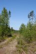 Path in pine forest