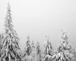 Snowy Trees