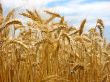 wheat