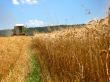 corn field