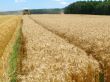 wheat field