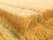 rye field