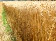 barley field