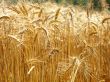 rye