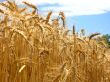 grain