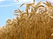 barley