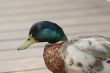 Mallard on Dock