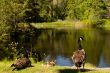 Canada geese family