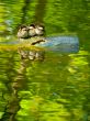 Baby birds