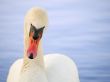 Swan at sunset